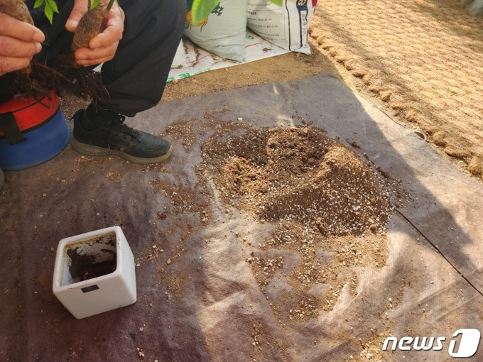 1일 A씨가 반려식물병원 온실에서 분갈이 교육을 듣는 모습. ⓒ News1