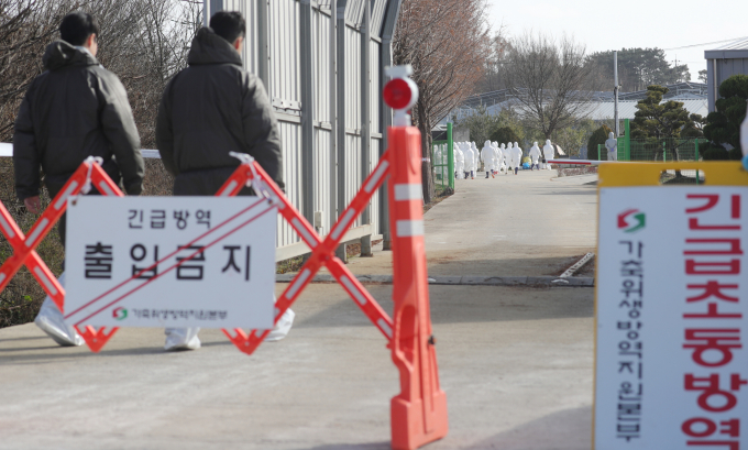 살처분 작업 위해 농장으로 향하는 관계자들./사진=뉴스1