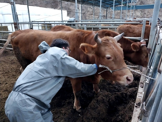 봉화군이 인수공통전염병 예방과 소 사육농가의 경제적 손실을 일으키는 브루셀라병과 결핵병의 조기색출과 감염확산 방지를 위해 채혈보정비 예산 1억 6000만 원을 투입해 검사를 진행한다./사진제공=경북 봉화군