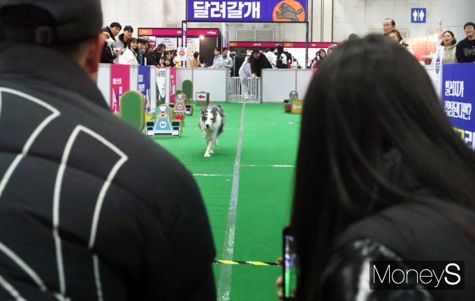 ▲ 엄마·아빠 부름에 반려견 전력질주