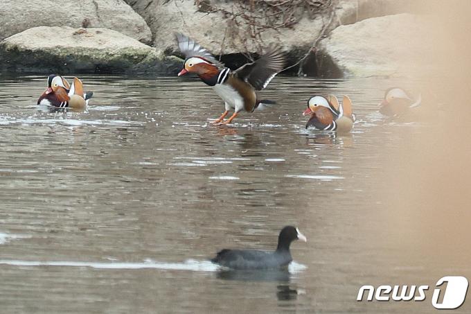 [사진] 원앙의 비상