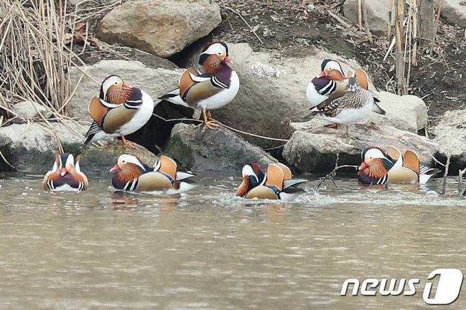 [사진] 중랑천에 집단 출몰한 원앙