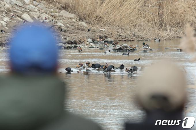 [사진] 원앙 구경
