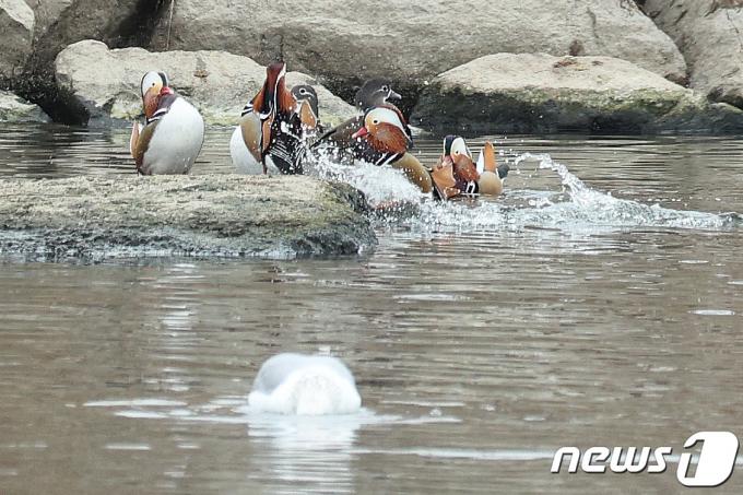[사진] 중랑천에 모여든 '잉꼬부부' 원앙