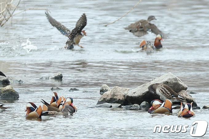 [사진] 원앙 모인 중랑천