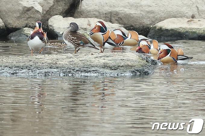 [사진] '잉꼬 부부' 원앙의 등장