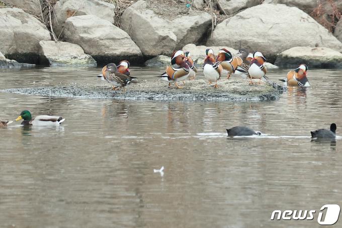 [사진] '백년해로' 원앙 중랑천에 터 잡다