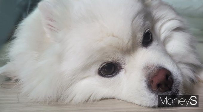  반려견 코 사진을 찍어 올려 반려동물 등록을 하는 일명 '개 민증'이 나왔다. 사진은 강아지 코를 가까이서 찍은 모습. /사진=차상엽 기자