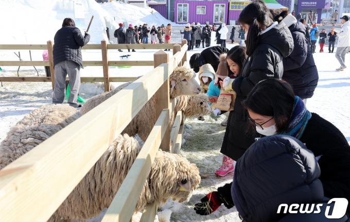 [사진] '양이 신기해요'