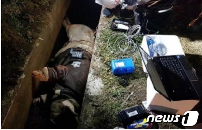 미제 사건인 '제주 보육교사 살인' 사건 재조사에 나선 제주 경찰이 사망 시점을 밝혀 내기 위해 2018년 1월 시신이  발견된 배수로에서 돼지를 이용한 부패 실험을 하는 모습;. (사진=제주경찰) ⓒ 뉴스1