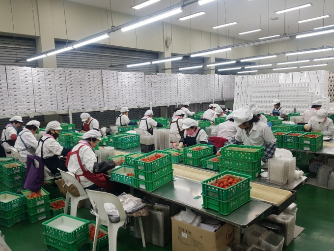 딸기 선별 작업./사진=담양군