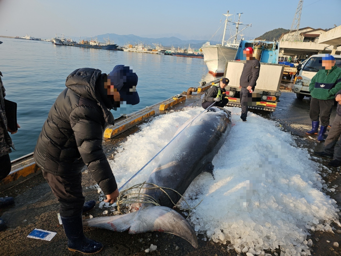 신고를 받고 출동한 해경이 밍크고래의 불법 포획 흔적을 확인하고 있다. /사진=울진해양경찰서 제공 