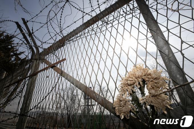 [사진] 빛바랜 국화 꽂힌 임진각 철조망