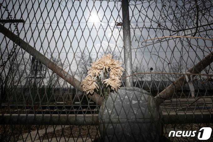[사진] 멀어진 남북관계 '철조망에 꽂혀있는 빛바랜 국화'