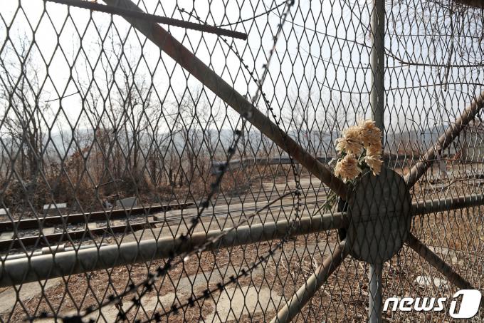[사진] 설날, 철조망에 놓인 빛바랜 국화