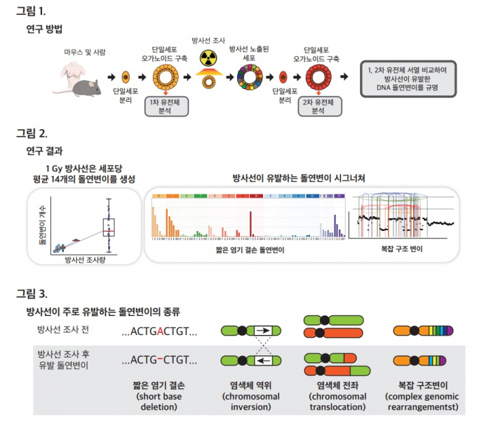 연구 모식도/사진=동남권원자력의학원