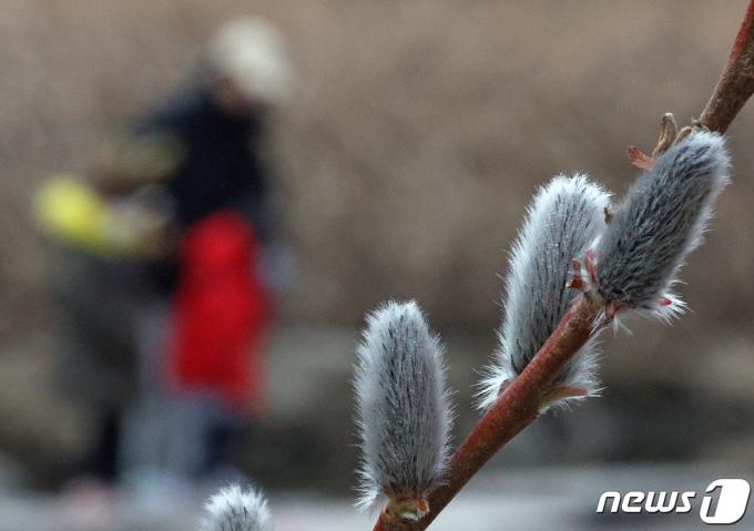 [사진] 봄 소식 가져온 버들강아지
