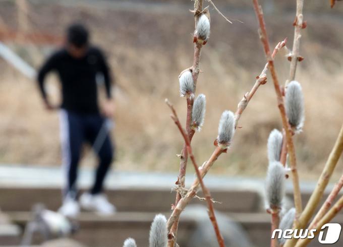 [사진] 봄 소식 알리는 버들강아지