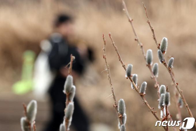 [사진] 버들강이지 핀 양재천