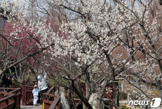 [사진] 봄이 다가오나 봄