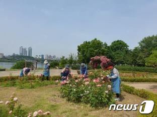 한강공원 장미봉사단 활동. (서울시 제공)