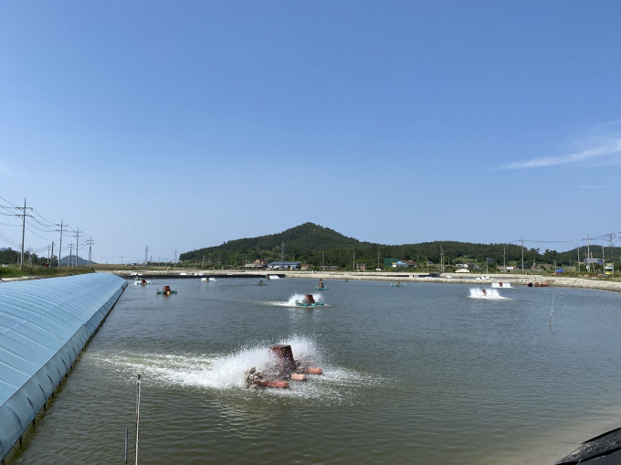                                       신안 왕새우 양식장 모습/신안군
