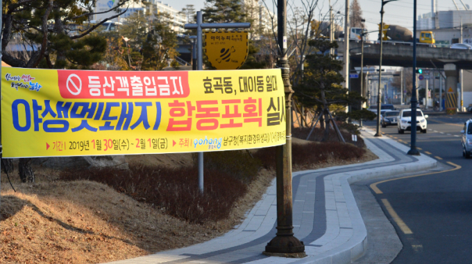 최근 부산 기장군에서 총기사고로 의심되는 유리창 파손 사고가 일어났다. 이는 멧돼지를 사냥하기 위해 약실을 확인하던 도중 갑자기 격발돼 안전 부주의 사고가 발생한 것으로 알려졌다. 사진은 지난 2019년 경북 포항의 멧돼지 포획 안내 현수막으로 기사 내용과 무관. /사진=뉴스1