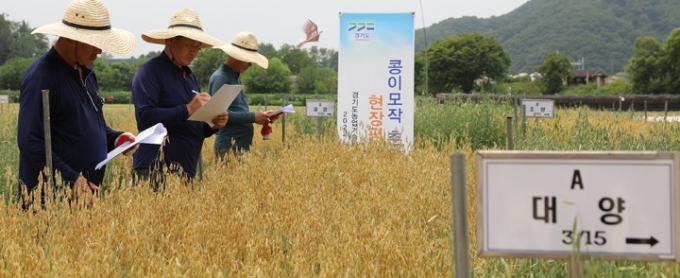 경기도농업기술원 소득자원연구소가 경기북부지역에 적합한 쌀귀리와 장류콩을 이용한 이모작 재배법을 개발하고 적합한 품종과 파종 시기 등에 대한 농가 홍보에 나섰다. 사진은 쌀귀리와 콩 이모작 연구 현장 평가회 자료사진. / 사진제공=경기도농업기술원