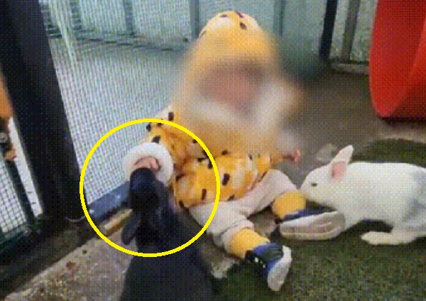 제주도 한 동물원에서 토끼에게 물려 15개월 아기의 손가락이 절단되는 사고가 발생했다. /사진= 온라인 커뮤니티 캡처