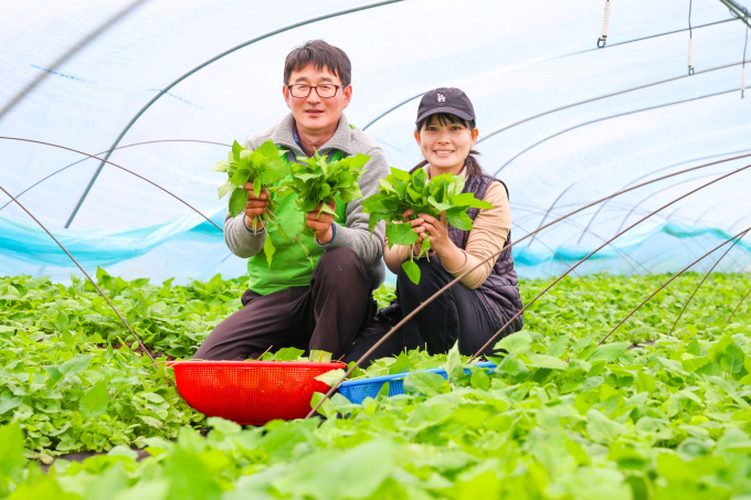 김종후-김희나 부부가 23일 경남 산청군 차황면 상법마을 농장에서 갓 수확한 취나물을 들어보이고 있다./사진=산청군