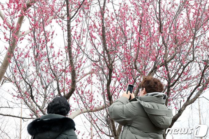 절기상 우수(雨水)를 앞두고 평년보다 포근한 날씨를 보인 18일 부산 남구 대연수목원에서 활짝 핀 홍매화가 봄 소식을 전하고 있다. 2024.2.18/뉴스1 ⓒ News1 이동해 기자