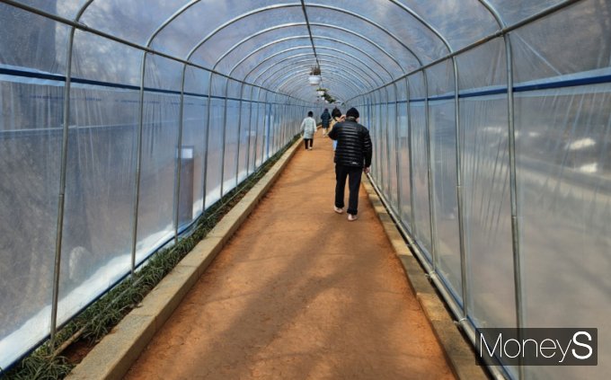 최근 중장년층 사이에서 황톳길 맨발 걷기 운동이 인기를 끌고 있다. 사진은 지난달 26일 안산황톳길에서 사람들이 비닐하우스 속을 오르는 모습. /사진=문희인 기자