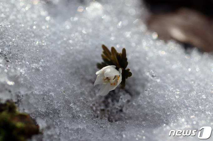 [사진] 봄 알리는 너도바람꽃