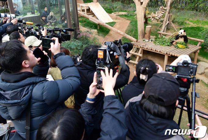 [뉴스1 PICK]‘잘가 푸바오’ 오늘 마지막 공개…4월 중국으로 떠난다