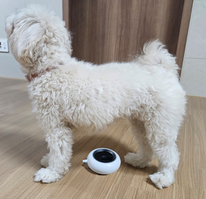 경기도는 복부 정맥 패턴을 인식해 반려동물을 특정하는 새로운 반려동물 등록 신기술, 반려동물 집을 찾아가 장례를 치르는 이동식 장례 서비스 등 반려동물 관련 신기술과 사업 6건이 경기도의 컨설팅으로 실증 특례를 받았다. 사진은 반려동물 복부 정맥 촬영 모습. / 사진제공=경기도 