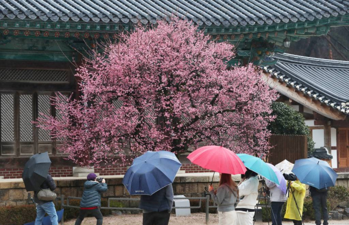 경칩인 5일 새벽 봄비가 전국으로 확대될 것으로 보인다. 사진은 지난 2월 경남 양산시 하북면 통도사에서 봄비를 머금은 홍매화를 감상하고 있는 시민들. /사진= 뉴스1