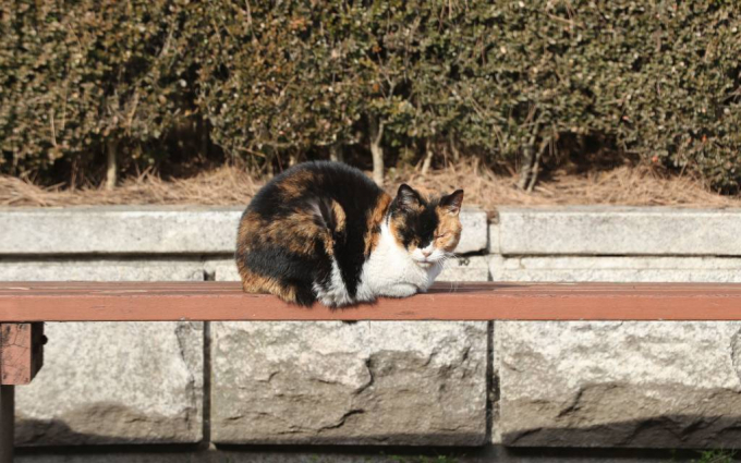 전남 완도에서 길고양이들이 잇따라 죽은 채 발견됐다. 사진은 본문 내용과는 무관한 자료사진. /사진=뉴스1