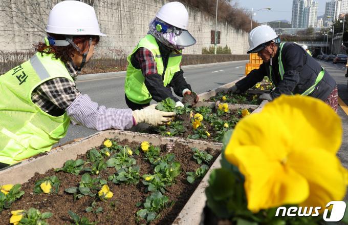 대전 동구청 앞에서 공원녹지과 관계자들이 봄꽃을 식재하고 있다. 2024.3.6/뉴스1 ⓒ News1 김기태 기자