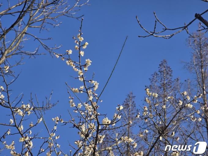[사진] 전남에 봄 알리는 매화꽃 '활짝'