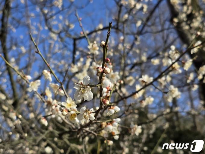 [사진] 전남에 봄 알리는 매화꽃 '활짝'