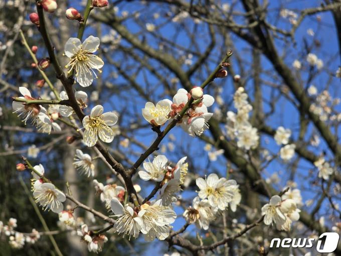 [사진] 봄 소식 전하는 매화꽃 '활짝'