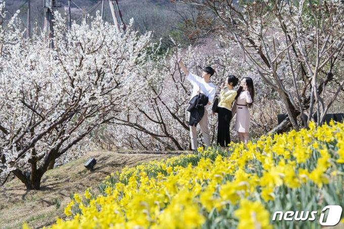 매화 테마정원 '하늘정원길'(에버랜드 제공) 2024.3.6/뉴스1