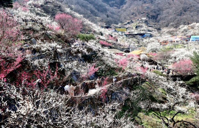 3월17일까지 섬진 강변 매화마을에서 광양매화축제가 열린다. /사진=광양시