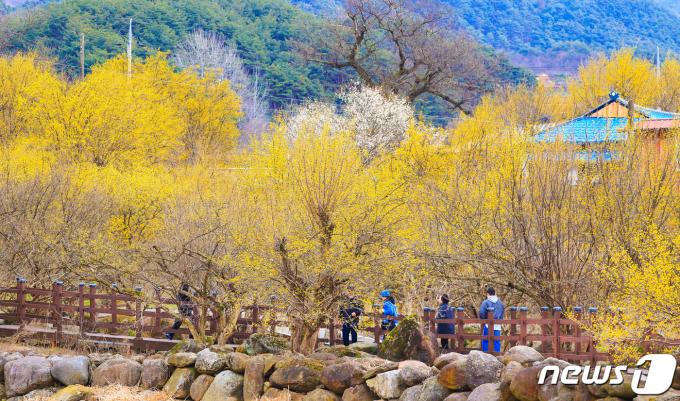 10일 오전 전남 구례군 산동면 반곡마을과 산수유사랑공원에 노랗게 물든 산수유꽃이 활짝 피어 있다. 국내 최대 산수유 군락지인 구례군은 3월9~17일 산동면 일원에서 '제25회 산수유꽃축제'를 개최하고 있다. (구례군 제공)2024.3.10/뉴스1 ⓒ News1 김동수 기자