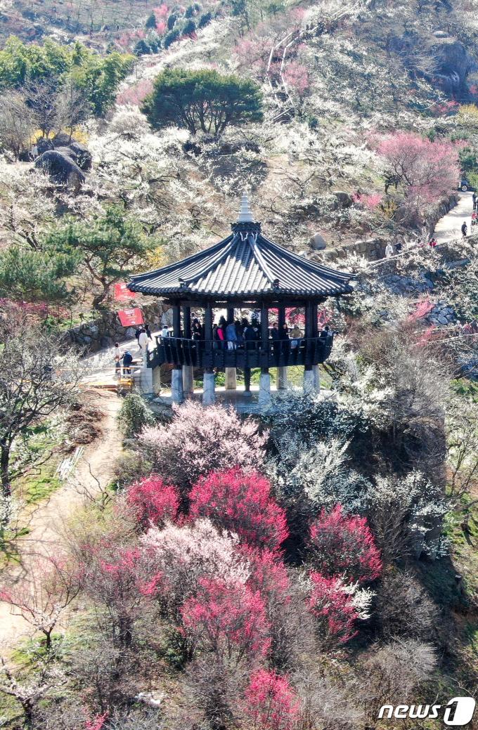 광양매화축제가 개막한 8일 전남 광양시 매화마을을 찾은 상춘객들이 봄 기운을 만끽하고 있다. 2024.3.8/뉴스1 ⓒ News1 김진환 기자