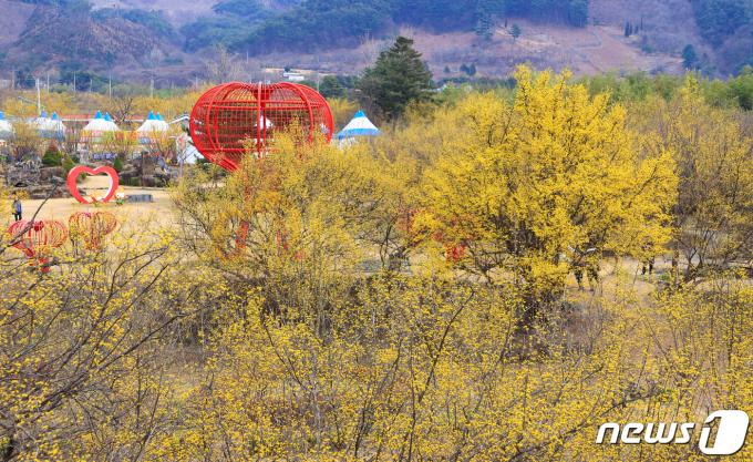 10일 오전 전남 구례군 산동면 반곡마을과 산수유사랑공원에 노랗게 물든 산수유꽃이 활짝 피어 있다.  (구례군 제공)2024.3.10/뉴스1 ⓒ News1 김동수 기자
