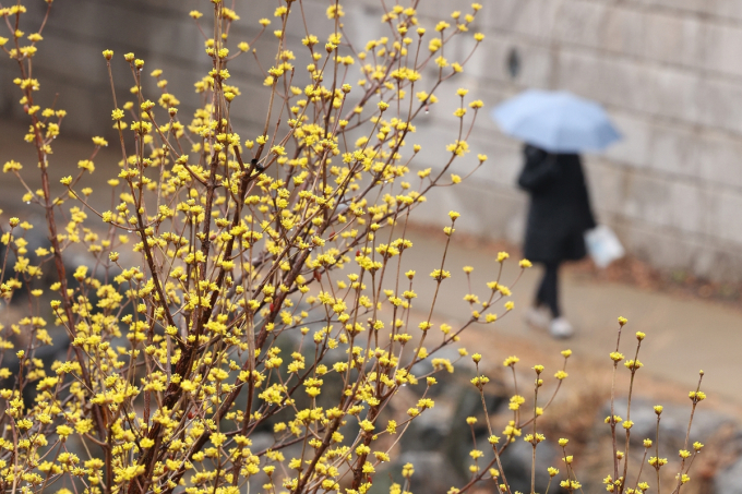 오늘 낮부터 흐려지다가 내일까지 전국에 비 또는 눈이 오겠다. 서울 종로구에 산수유꽃이 활짝 핀 가운데 봄비 내리는 청계천을 한 시민이 걷고 있다. /사진=뉴스1 신웅수 기자