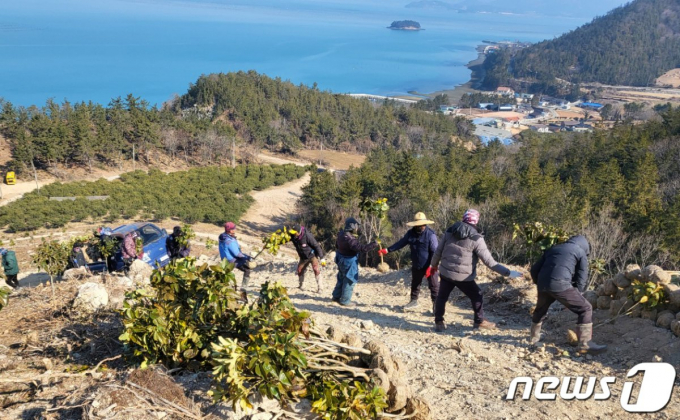  완도군 관계자들이 탄소중립 실현을 위해 나무를 식재하고 있다./뉴스1