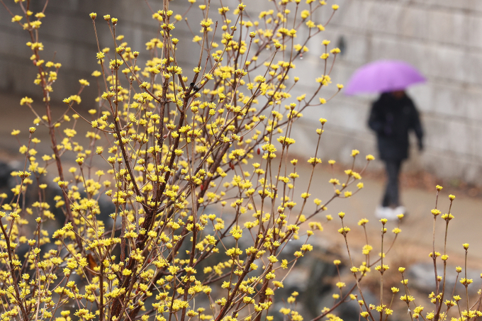  12일 전국이 포근한 가운데 새벽부터 비가 내릴 것으로 보인다. 사진은 전국 곳곳에 봄비가 내린 지난 7일 오후 서울 청계천에 산수유가 활짝 피어 있는 모습. /사진=뉴스1