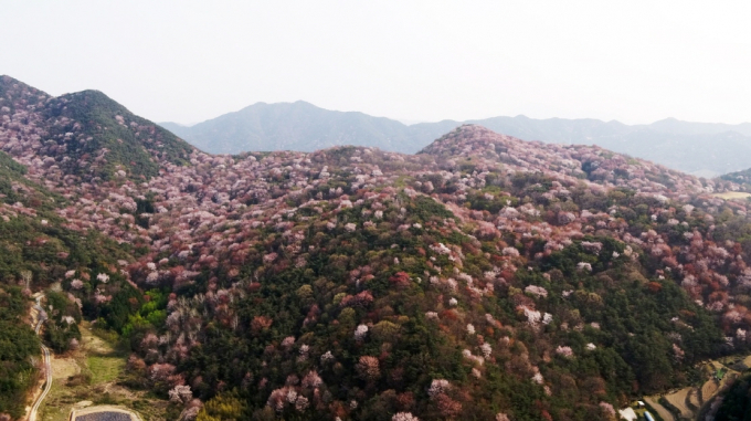 금성면 고비산 산벚꽃./사진=담양군